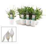 SPATIFIL V OKRASNEM LONCU CHOPIN L9