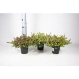 JESENSKA VRESA SPOMLADANSKA MIX L12