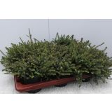 JESENSKA VRESA SPOMLADANSKA MIX L12.5