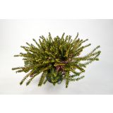 JESENSKA VRESA SPOMLADANSKA MIX L12.5