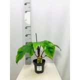 FILODENDRON SQUAMIFERUM L14