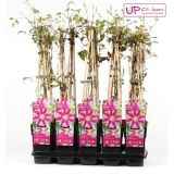 VZPENJALKA SROBOT 'DR RUPPEL' L15