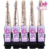 POPENJAVKA SROBOT 'PIILU' L15