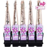 VZPENJALKA SROBOT 'PIILU' L15