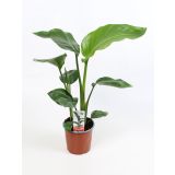 STRELICIJA NICOLAI L13