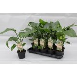 STRELICIJA NICOLAI L13