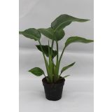 STRELICIJA NICOLAI L13