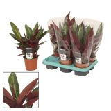 SOBNA ZELENA RASTLINA STROMANT MAGICSTAR L12