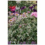 STRUKTURNA CVETOČA RASTL. VOLMARY CHAMAESYCE HYPERICIFOLIA WHITE L12