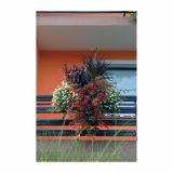 STRUKTURNA NECVETOČA RAS. COLEUS X BLUMEI L12