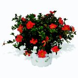 MIX STRUKTURNIH RASTLIN G.C. VEČ VRST L10.5