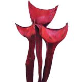 SUHO CVETJE AGAVA SPECIAL BARVANA 3KOS