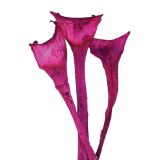 SUHO CVETJE AGAVA SPECIAL BARVANA 3KOS