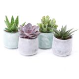 SUKULENT MIX L9 TRULY GREEN PURPLE MATT