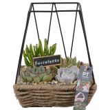 SUKULENT NASAD (PTS8500) L20 CM