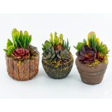 SUKULENT NASAD RUSTIKA L10 CM