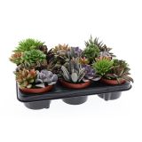 SUKULENT TRIO L 12 CM