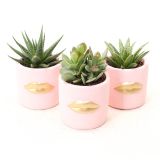 SUKULENT V KERAMIČNEM LONČKU L11