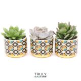 SUKULENT V OKRAS. LON. RETRO L7 CM