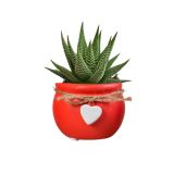 SUKULENT MIX OKRAS. LON. L6 CM