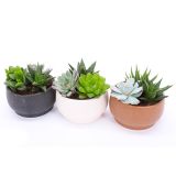 SUKULENT V OKRASNI POSODI CHENNAI L15 CM