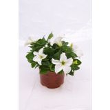 SURFINIJA SURFINIA L10