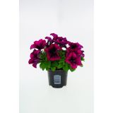 SURFINIJA SURFINIA L10