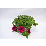 SURFINIJA SURFINIA L10