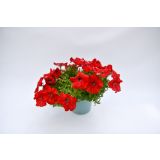 SURFINIJA SURFINIA L10