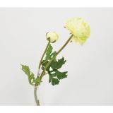 SVILENO CVETJE DAR RANUNKULUS VEJICA 48CM X2 ZELENA