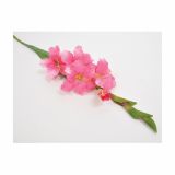 SVILENO CVETJE GLADIOLA ENOJNA ROZA