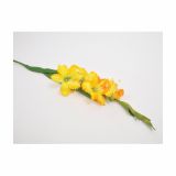 SVILENO CVETJE GLADIOLA ENOJNA RUMENA