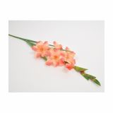 SVILENO CVETJE GLADIOLA ENOJNA SALMON
