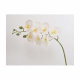 SVILENO CVETJE ORHIDEJA VEJICA BELA 75 CM