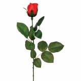 SVILENO CVETJE VRTNICA ENOJNA RDEČA