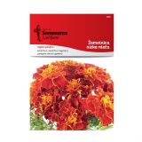 TAGETES SEMENARNA NIZEK RDEČ 5438