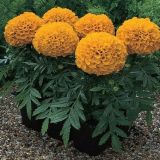 SEZONSKA RASTLINA TAGETES VELIKOCVETNI MIX L9