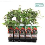 JAGODIČEVJE TAJBERI L15