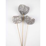 SUHO CVETJE TALAMI 4 KOS