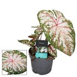 KALADIJ TAPESTRY L13