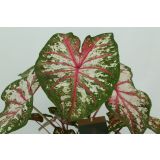 KALADIJ TAPESTRY L13