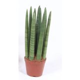 TAŠČIN JEZIK CYLINDRICA L10