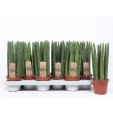 TAŠČIN JEZIK CYLINDRICA L10