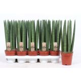 TAŠČIN JEZIK CYLINDRICA L12