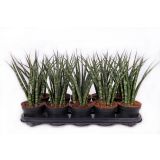 TAŠČIN JEZIK FERNWOOD L12