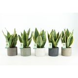 TAŠČIN JEZIK FUTURA SUPERBA V OKR. LONCU L14