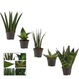 TAŠČIN JEZIK MIX L6