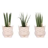 TAŠČIN JEZIK V OKRASNEM LONCU L9