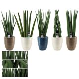 TAŠČIN JEZIK V OKRASNEM LONCU L14