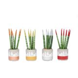 TAŠČIN JEZIK V OKRASNEM LONCU L6